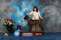Cane Corso #21 Thurs WD BW MAJ Judge Eric Liebes r
