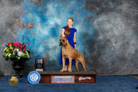 Cane Corso #37 Fri BISw Judge Jeannine Jeffrey