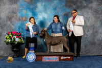 Cane Corso #44 Sun SB Judge Joan Liebes