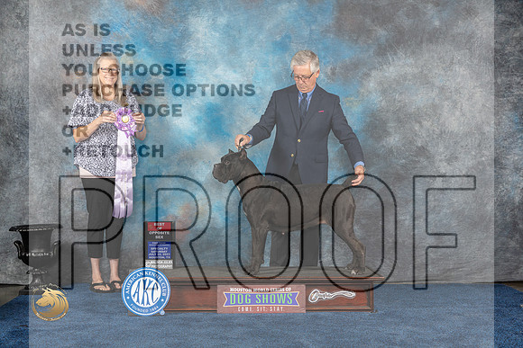 Cane Corso #54 Sat BOSw Judge Chris MooreMJP_6616_HOUSTON_2023_HR3