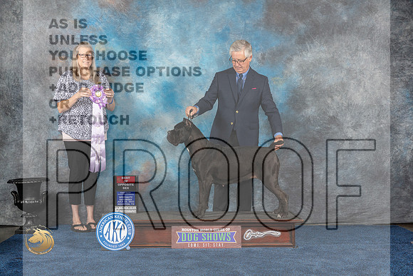 Cane Corso #54 Sat BOSw Judge Chris MooreMJP_6617_HOUSTON_2023_HR3