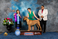 Cane Corso #68 Sun BOW WB NC Judge Joan Liebes