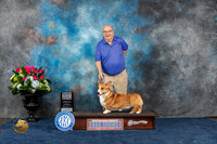 Cardigan Welsh Corgi #9 Sun SD NGC Judge Lydia Hutchinson