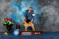 Chinese Shar Pei #10 Sun BOS Judge Anne Gallant