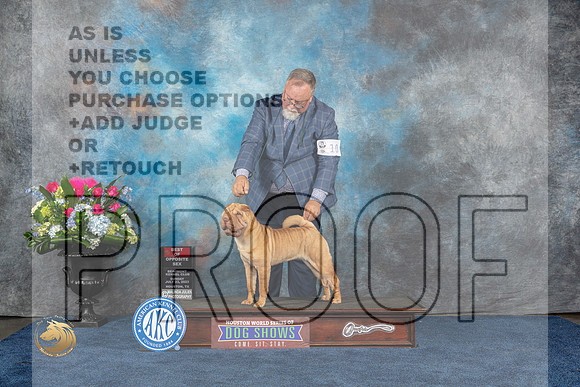 Chinese Shar Pei #10 Sun BOS Judge Anne GallantMJP_6752_HOUSTON_2023_HR3