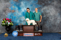 Coton de Tulear #10 Fri WB Judge Elizabeth Muthard Sat BOW BOB Judge Ken Levison Sun BOB Judge Anne Gallant