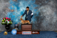 Dachshund Longhaired #9 Sun WD BOW MAJ Judge Raymond Filburn Jr