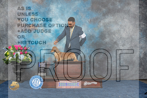 Dachshund Longhaired #9 Sun WD BOW MAJ Judge Raymond Filburn JrMJP_7308_HOUSTON_2023_HR3