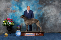 Deerhound #10 Fri BOB Judge Anne Gallant
