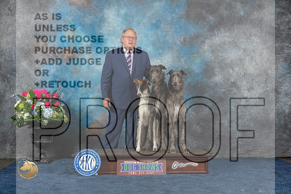 Deerhound Borzoi Sun CUSTOMMJP_7172_HOUSTON_2023_HR3