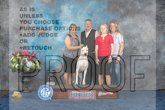 Dogo Argentino #18 Sun WB NC MAJ Judge Joan LiebesMJP_7453_HOUSTON_2023_HR3
