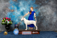 Dogo Argentino #8 Sat WB MAJ Judge Donnelle Richards