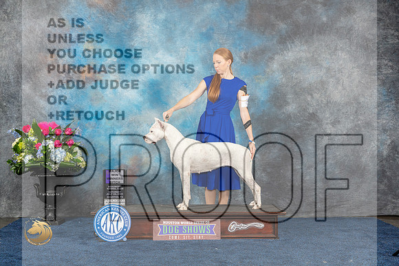Dogo Argentino #8 Sat WB MAJ Judge Donnelle RichardsMJP_7199_HOUSTON_2023_HR3