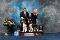 English Springer Spaniel #14 #23 Fri WB WD MAJ Judge Britt Jung