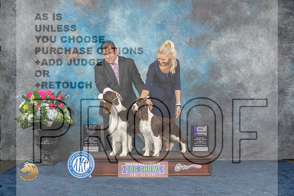 English Springer Spaniel #14 #23 Fri WB WD MAJ Judge Britt JungMJP_7468_HOUSTON_2023_HR3