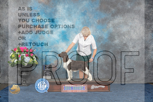 English Springer Spaniel #18 Sun WB MAJ Judge Cindy LaneMJP_7479_HOUSTON_2023_HR3