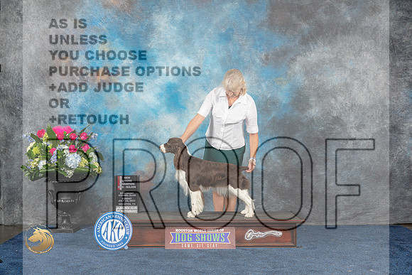 English Springer Spaniel #22 Sat NGC BOS MAJ Judge Charles OlvisMJP_7483_HOUSTON_2023_HR3