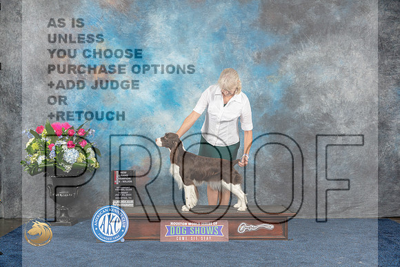 English Springer Spaniel #22 Sat NGC BOS MAJ Judge Charles OlvisMJP_7487_HOUSTON_2023_HR3