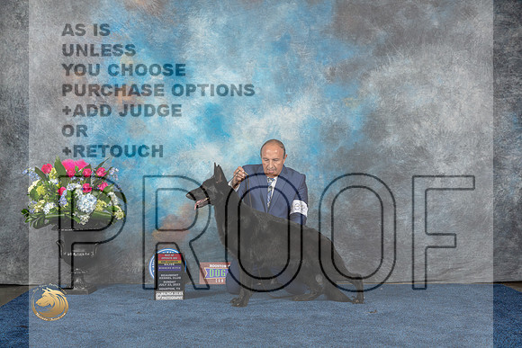 German Shepherd Dog #36 Sun WB BOS NC MAJ Judge Lydia HutchinsonMJP_6807_HOUSTON_2023_HR3