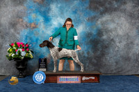 German Shorthaired Pointer #15 Sun WD BOW MAJ Judge Patricia Trotter