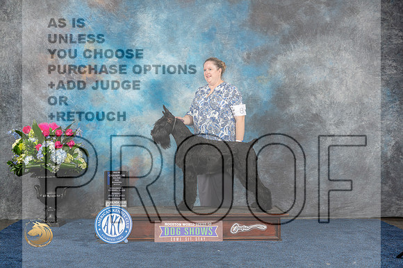 Giant Schnauzer #8 Sun WB NC MAJ Judge Del RichardsMJP_7215_HOUSTON_2023_HR3