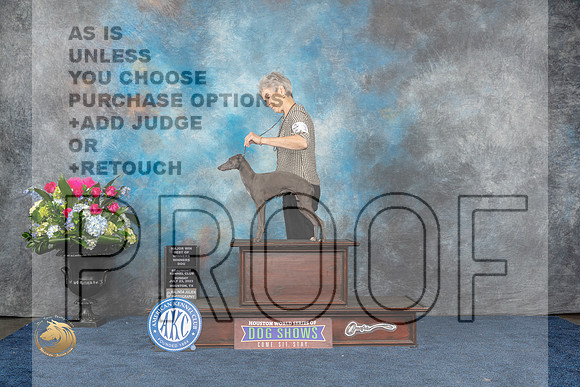 Italian Greyhound #11 Sun WD BOW MAJ Judge Donnelle RichardsMJP_7075_HOUSTON_2023_HR3