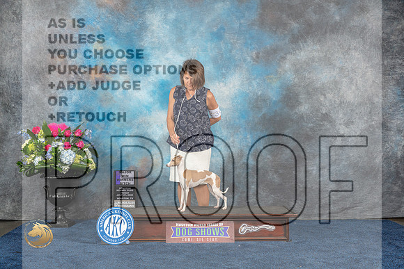 Italian Greyhound #34 Sun WB MAJ Judge Donnelle RichardsMJP_6925_HOUSTON_2023_HR3