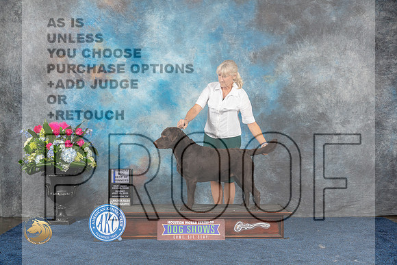 Labrador Retriever #9 Sun WD BOW Judge Cindy LaneMJP_7499_HOUSTON_2023_HR3
