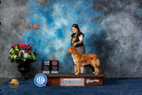 Nova Scotia Duck Tolling Retriever #20 Thurs BOBOH WB Judge Cindy Lane
