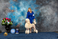 Poodle Standaard #21 Wed BOW MAJ Judge Raymond Filburn Jr r
