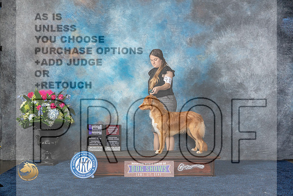 Nova Scotia Duck Tolling Retriever #20 Thurs BOBOH WB Judge Cindy LaneMJP_7404_HOUSTON_2023_HR3