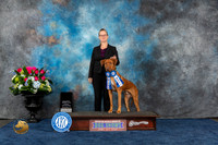 Rhodesian Ridgeback #11 Fri ATT Judge ?