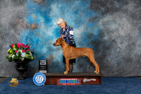 Rhodesian Ridgeback #17 Sun SD Judge Raymond Filburn Jr
