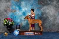 Rhodesian Ridgeback #27 Sun WD BOW Judge Raymond Filburn Jr