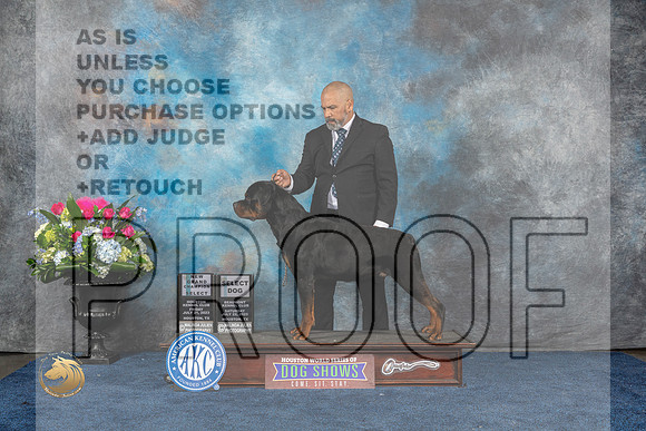 Rottweiler #7 Fri SD NGC Sat SD Judge Donnelle Richards Judge Joan LiebesMJP_6970_HOUSTON_2023_HR3