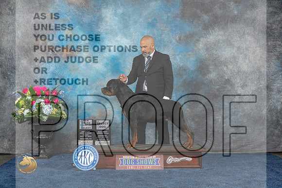 Rottweiler #7 Fri SD NGC Sat SD Judge Donnelle Richards Judge Joan LiebesMJP_6973_HOUSTON_2023_HR3