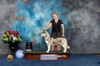 Siberian Husky #12 Sun WB NC MAJ Judge Del Richards