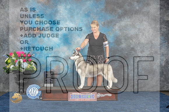 Siberian Husky #12 Sun WB NC MAJ Judge Del RichardsMJP_7334_HOUSTON_2023_HR3