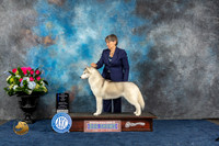 Siberian Husky #8 Sat WB NC Judge Joan Liebes
