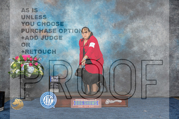 Staffordshire Bull Terrier #7 Sun WD BOW Judge Elizabeth MuthardMJP_7526_HOUSTON_2023_HR3