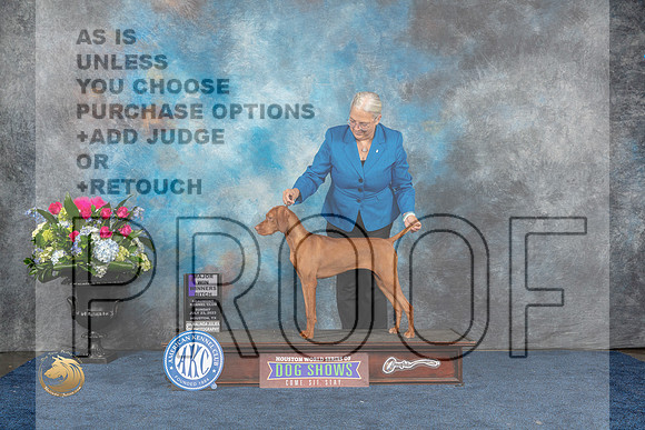 Vizsla #18 Sun WB MAJ Judge Patricia TrotterMJP_7108_HOUSTON_2023_HR3