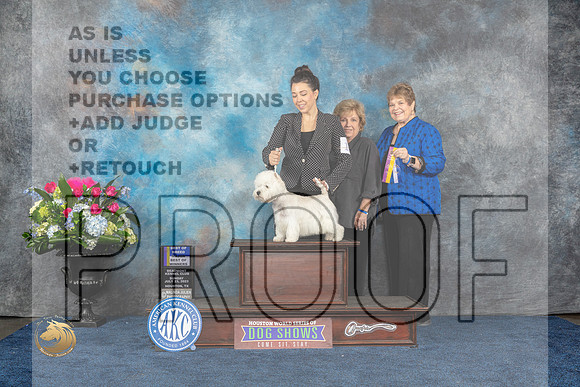 West Highland White Terrier #10 Sun BOB BW MAJ Judge Elizabeth MuthardMJP_7066_HOUSTON_2023_HR3