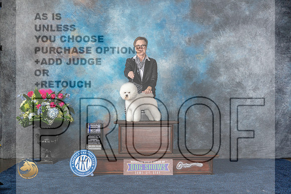 Bichon Frise #6 Sun WB BOW Judge Anne GallantMJP_7372_HOUSTON_2023_HR3