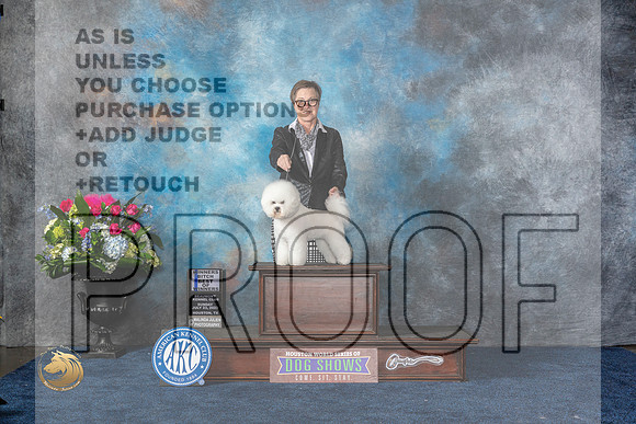 Bichon Frise #6 Sun WB BOW Judge Anne GallantMJP_7371_HOUSTON_2023_HR3