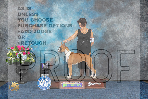 Boxer #28 Sun WB MAJ Judge Charles OlvisMJP_7058_HOUSTON_2023_HR3