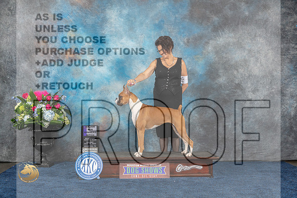 Boxer #28 Sun WB MAJ Judge Charles OlvisMJP_7057_HOUSTON_2023_HR3