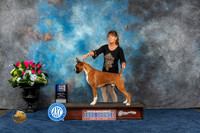 Boxer #41 Fri 1st Dog 12 18 Judge Patricia Trotter
