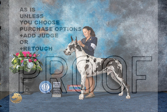 Great Dane #11 Sun SD Judge Joan LiebesMJP_7416_HOUSTON_2023_HR3