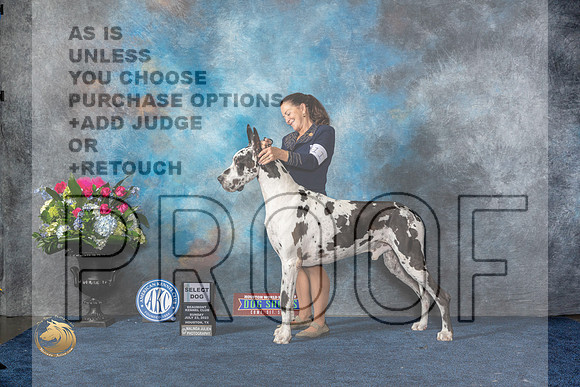Great Dane #11 Sun SD Judge Joan LiebesMJP_7421_HOUSTON_2023_HR3