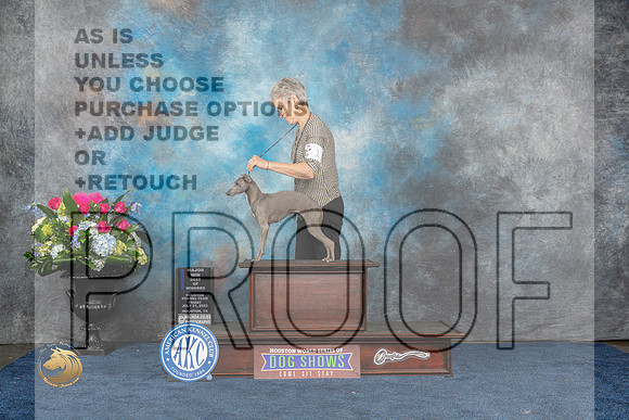 Italian Greyhound #10 Fri WB BOW MAJ Judge Raymond Filburn Jr rMJP_7089_HOUSTON_2023_HR3